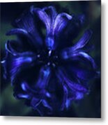Hyacinth Metal Print