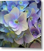 Hydrangea Flower Metal Print