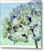 Hydrengae Petals 2 Metal Print