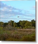 Ibis Sundown Flyover Metal Print