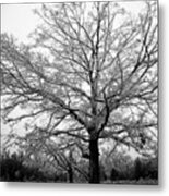 Ice Tree Metal Print