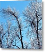 Iced Trees Metal Print