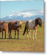 Icelanders 0639 Metal Print