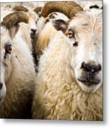 Icelandic Sheep Metal Print