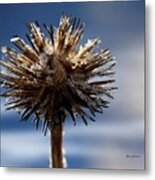 Icicle Flower Metal Print