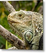 Iguana Metal Print