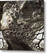 Iguana Metal Print