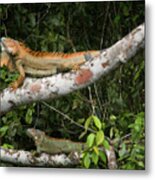 Iguana Pair Metal Print