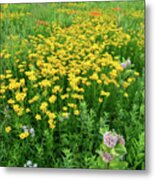 Illinois Prairie Wildflowers Metal Print