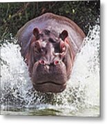 I'm Going To Get You !! Metal Print