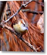 Img_6499 - Carolina Wren Metal Print