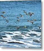 In Flight Metal Print