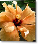 In Full Bloom Metal Print