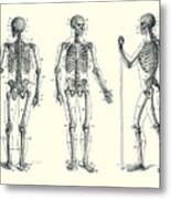 In Motion Skeletal Diagram - Vintage Anatomy 2 Metal Print