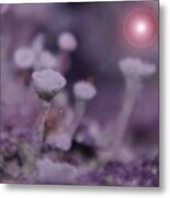 In Mushroom Land Metal Print