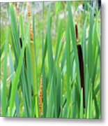 In The Cat Tails Metal Print