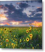 In The Evening Light Metal Print