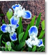 In The Garden - Blue-eyes Iris Metal Print