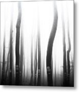 In The Misty Forest Metal Print