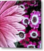 In The Pink Metal Print