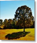 In The Shadow Of A Tree Metal Print