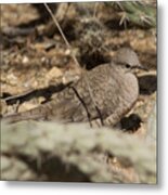 Inca Dove Metal Print