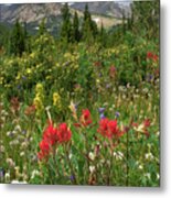 Indian Peaks Paintbrush Metal Print