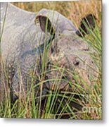 Indian Rhinoceros, India Metal Print