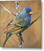 Indigo Bunting Metal Print