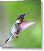 Ing_2346-002 - Ruby-throated Hummingbird Metal Print