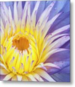 Perfect Symmetry Of A Blossom Metal Print