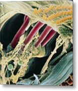 Inner Ear Organ Of Corti Metal Print