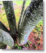 Into The Middle Metal Print