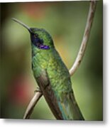 Iridescent Hummingbird With Purple Metal Print