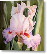 Iris Flower Metal Print