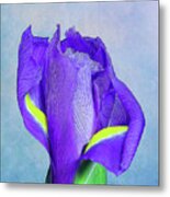 Iris Flower Metal Print