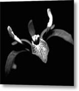 Iris Metal Print