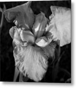 Iris In Black And White Metal Print