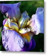 Iris In Bloom Metal Print