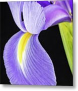 Iris Petals Metal Print