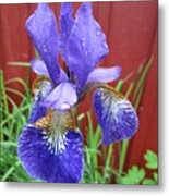 Iris Metal Print