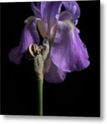 Iris Series 1 Metal Print