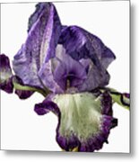 Iris With Flare Metal Print