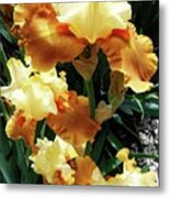 Irises 23 Metal Print