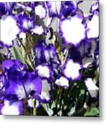 Irises 8 Metal Print