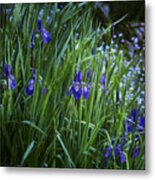 Irises Metal Print