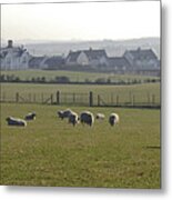 Irish Sheep Farm I Metal Print