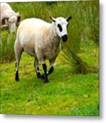 Irish Sheep Metal Print