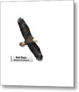Isolated Bald Eagle 2018-1 Metal Print