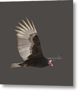 Isolated Turkey Vulture 2014-1 Metal Print